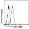 Stromal Interaction Molecule 1 (STIM1) Antibody