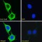 Stimulated By Retinoic Acid 6 (Stra6) Antibody