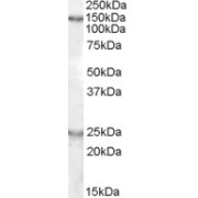 abx431628 (0.5 µg/ml) staining of Mouse Brain lysate (35 µg protein in RIPA buffer). Primary incubation was 1 hour. Detected by chemiluminescence.