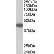 abx431632 (0.1 µg/ml) staining of NIH3T3 lysate (35 µg protein in RIPA buffer). Primary incubation was 1 hour. Detected by chemiluminescence.