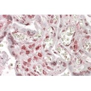 abx431643 (3.8 µg/ml staining of paraffin embedded Human Placenta. Steamed antigen retrieval with citrate buffer pH 6, AP-staining.