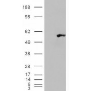 HEK293 overexpressing WIPF1 and probed with abx431652 (mock transfection in first lane).