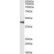 Western blot analysis of Human Spleen lysate (35 µg protein in RIPA buffer) using biotin-conjugated Arrestin Beta 2 (ARRB2) Antibody (1 µg/ml, 1 hour). Detected by chemiluminescence, using streptavidin-HRP and using NAP blocker as a substitute for skimmed milk.