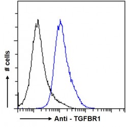 Transforming Growth Factor Beta Receptor 1 (TGFBR1) Antibody