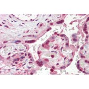 abx431673 (3.75 µg/ml staining of paraffin embedded Human Placenta. Steamed antigen retrieval with citrate buffer pH 6, AP-staining.