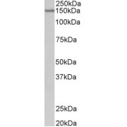abx431674 (0.2 µg/ml) staining of Mouse fetal Brain lysate (35 µg protein in RIPA buffer). Primary incubation was 1 hour. Detected by chemiluminescence.
