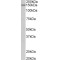 Protocadherin-17 (PCDH17) Antibody