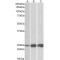 Troponin I, Fast Skeletal Muscle (TNNI2) Antibody