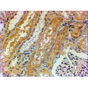 abx431680 (2 µg/ml staining of paraffin embedded Human Kidney. Steamed antigen retrieval with citrate buffer pH 6, HRP-staining.