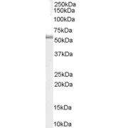 abx431683