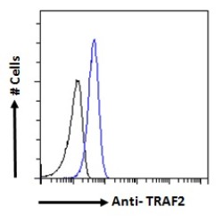 TNF Receptor Associated Factor 2 (TRAF2) Antibody