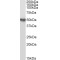 TNF Receptor Associated Factor 2 (TRAF2) Antibody