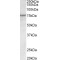 Trp63 Antibody