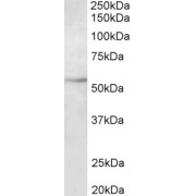 WB analysis of HepG2 lysate using TUBB3 Antibody (2 µg/ml).