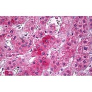 abx431693 (10 µg/ml staining of paraffin embedded Human Adrenal Medulla. Steamed antigen retrieval with citrate buffer Ph 6, AP-staining.