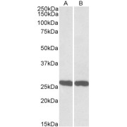 abx431694