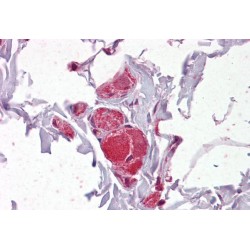 Vav Guanine Nucleotide Exchange Factor 2 (VAV2) Antibody