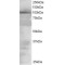 Vav Guanine Nucleotide Exchange Factor 2 (VAV2) Antibody