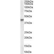 abx431702