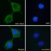 abx431709 Immunofluorescence analysis of paraformaldehyde fixed NIH3T3 cells, permeabilized with 0.15% Triton. Primary incubation 1hr (10 µg/ml) followed by AF488 secondary antibody (2 µg/ml), showing plasma membrane and cytoplasmic staining. The nuclear stain is DAPI (blue). Negative control: Unimmunized goat IgG (10 µg/ml) followed by AF488 secondary antibody (2 µg/ml).