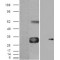 WNT1 Inducible Signaling Pathway Protein 1 / WISP1 (CCN4) Antibody