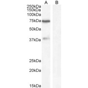 abx431711 (1 µg/ml) staining of Human Cerebellum lysate (A) + Blocking peptide (B) (35 µg protein in RIPA buffer). Detected by chemiluminescence.