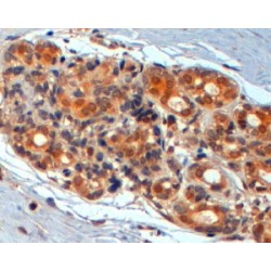 Proto-oncogene Wnt-3 (WNT3) Antibody