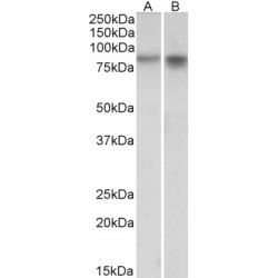 Neuronal PAS Domain Protein 4 (NPAS4) Antibody