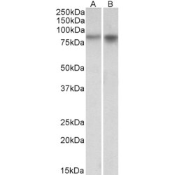 Neuronal PAS Domain Protein 4 (NPAS4) Antibody