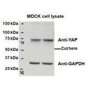 abx431720 (0.5 µg/ml) staining of MDCK lysate (35 µg protein in RIPA buffer). Primary incubation was 1 hour. Detected by chemiluminescence.