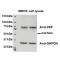 Yorkie Homolog (YAP1) Antibody