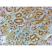 abx431722 (2 µg/ml staining of paraffin embedded Human Kidney. Steamed antigen retrieval with citrate buffer pH 6, HRP-staining.