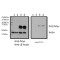 Zinc Finger Protein ZIC 2 (ZIC2) Antibody
