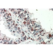 abx431738 (5 µg/ml staining of paraffin embedded Human Prostate. Steamed antigen retrieval with citrate buffer pH 6, AP-staining.