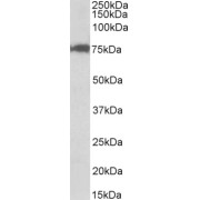 abx431742 (0.1 µg/ml) staining of nuclear HeLa lysate (35 µg protein in RIPA buffer). Primary incubation was 1 hour. Detected by chemiluminescence.
