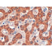 abx431743 (4 µg/ml staining of paraffin embedded Human Liver. Steamed antigen retrieval with citrate buffer pH 6, HRP-staining.