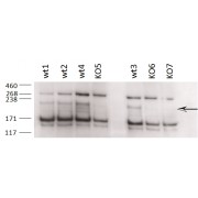 abx431747 (0.2 µg/ml) staining of different Testis lysates from wildtype 8-9 week old C57BL/6 (wt) and knock-out (KO) mice (35 µg protein in RIPA buffer). Primary incubation was 2 hours. Detected by chemiluminescence. Data obtained from an anonymous customer.