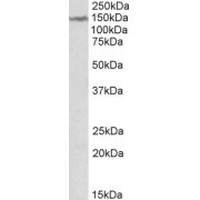 abx431756 (2 µg/ml) staining of Human Cerebellum lysate (35 µg protein in RIPA buffer). Primary incubation was 1 hour. Detected by chemiluminescence.