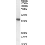 abx431757 (1 µg/ml) staining of Rat Skin lysate (35µg protein in RIPA buffer). Detected by chemiluminescence.