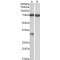 Neuronal Membrane Glycoprotein M6-A (GPM6A) Antibody