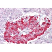 Immunohistochemistry analysis of paraffin-embedded Human Pancreas using Autophagy Related 4D Cysteine Peptidase (ATG4D) Antibody (2.5 µg/ml). Steamed antigen retrieval with citrate buffer pH 6, AP-staining.
