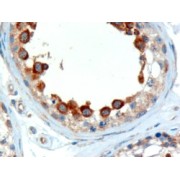 abx431769 (2 µg/ml staining of paraffin embedded Human Testis. Microwaved antigen retrieval with Tris/EDTA buffer pH9, HRP-staining.