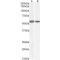 NADPH Oxidase 1 (NOX1) Antibody