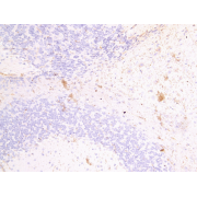 IHC-P analysis of Mouse brain tissue, using Fascin 2 (FSCN2) Antibody (4 µg/ml).