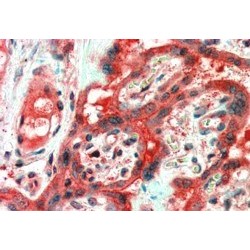 Fas Apoptotic Inhibitory Molecule 1 (FAIM1) Antibody