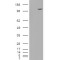 Extended Synaptotagmin-1 (ESYT1) Antibody