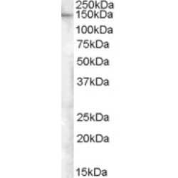 Extended Synaptotagmin-1 (ESYT1) Antibody