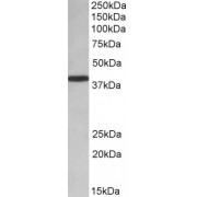 abx431793 (0.01 µg/ml) staining of HeLa lysate (35 µg protein in RIPA buffer). Primary incubation was 1 hour. Detected by chemiluminescence.