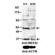 abx431801 (0.2 µg/ml) staining of Mouse Testis (+/+ is wt, trp/trp is knock-down) lysate (35 µg protein in RIPA buffer). Data obtained by Dr. B. Lu, Wake Forest Baptist Medical Center, Winston-Salem, NC, USA. Detected by chemiluminescence.