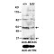 RING-Type E3 Ubiquitin Transferase MEX3C (MEX3C) Antibody
